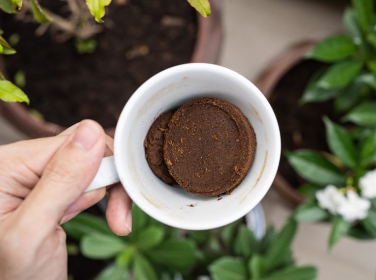 fondi di caffè