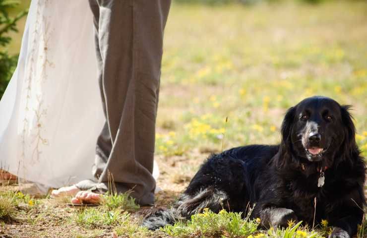 matrimonio con cane