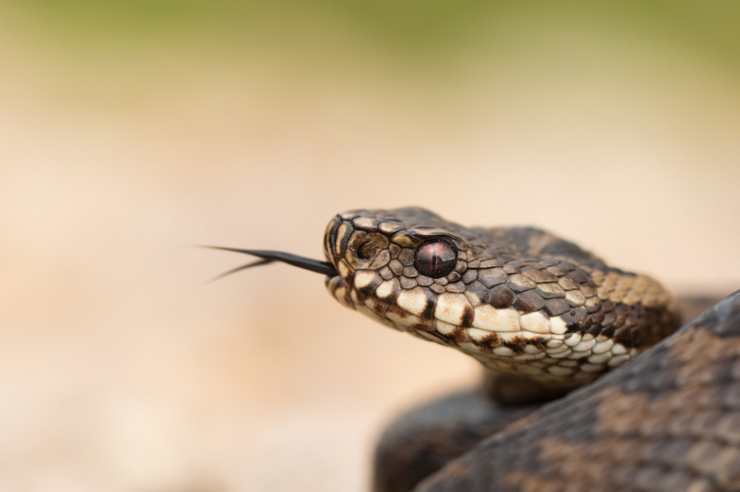 morso vipera cosa fare e come si presenta