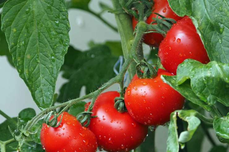 pomodori coltivazione in casa 