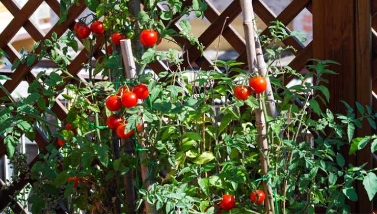 pomodori sul balcone come coltivarli 
