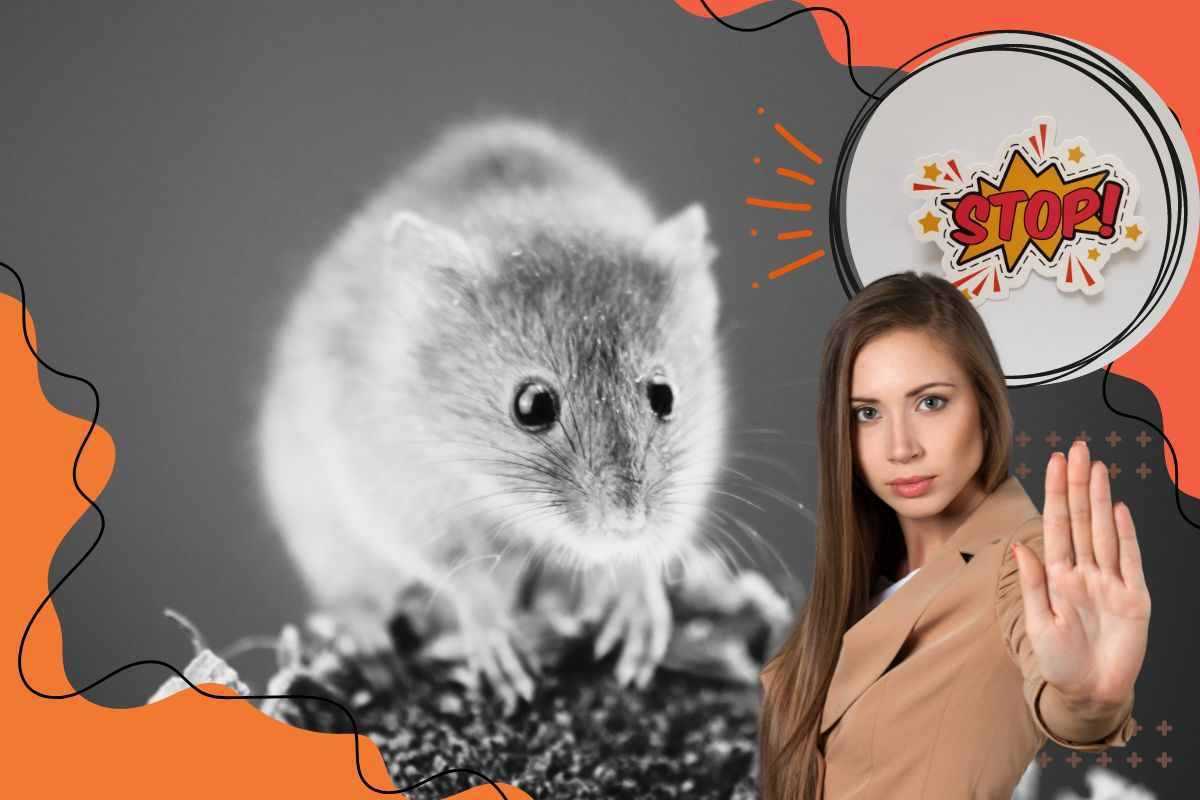 Pericolo Topi In Casa Con Questi Rimedi Li Allontani In Modo Naturale 