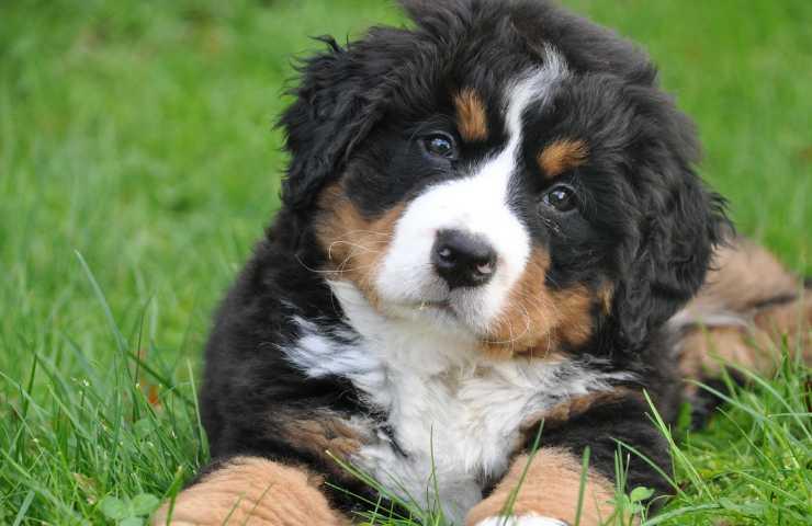 Cani disturbano il vicinato