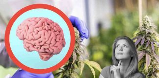 cannabis e problemi al cervello