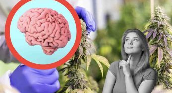 La cannabis fa male al cervello: confermato il legame tra droga e malattie psichiatriche