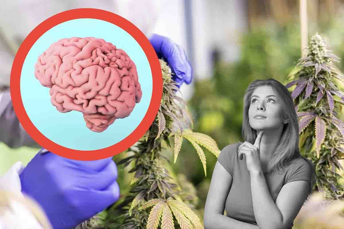 cannabis e problemi al cervello