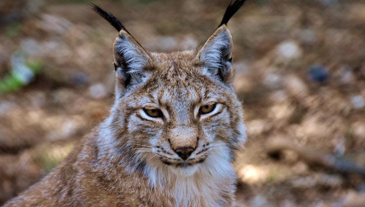 Test della lince