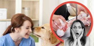veterinari osso vietato