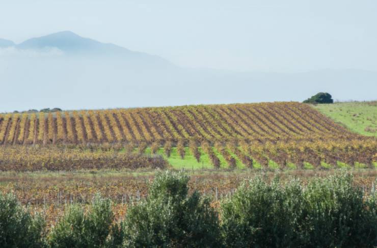 I 5 vini della Sardegna