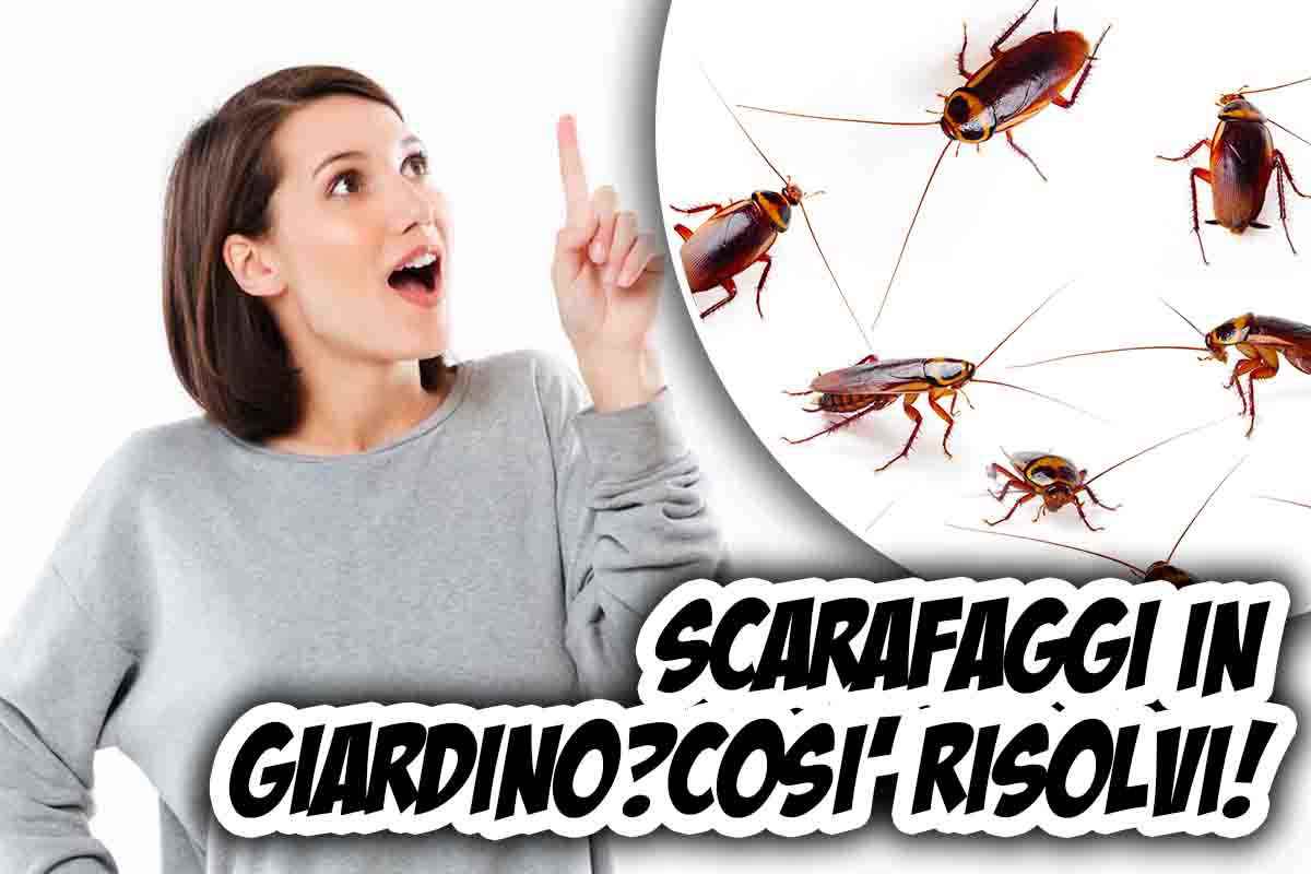 scarafaggi come eliminarli 