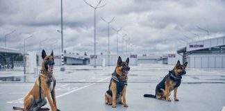 un cane speciale in aereo