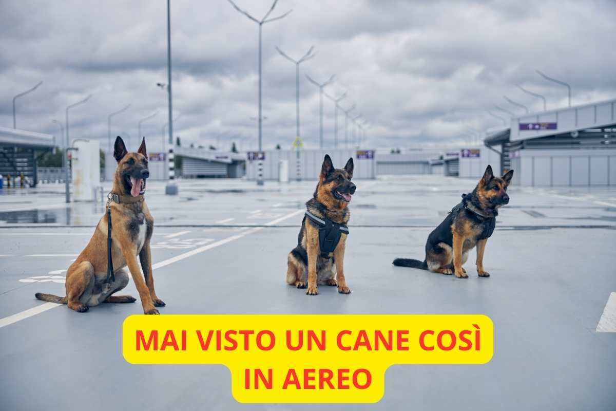 un cane speciale in aereo