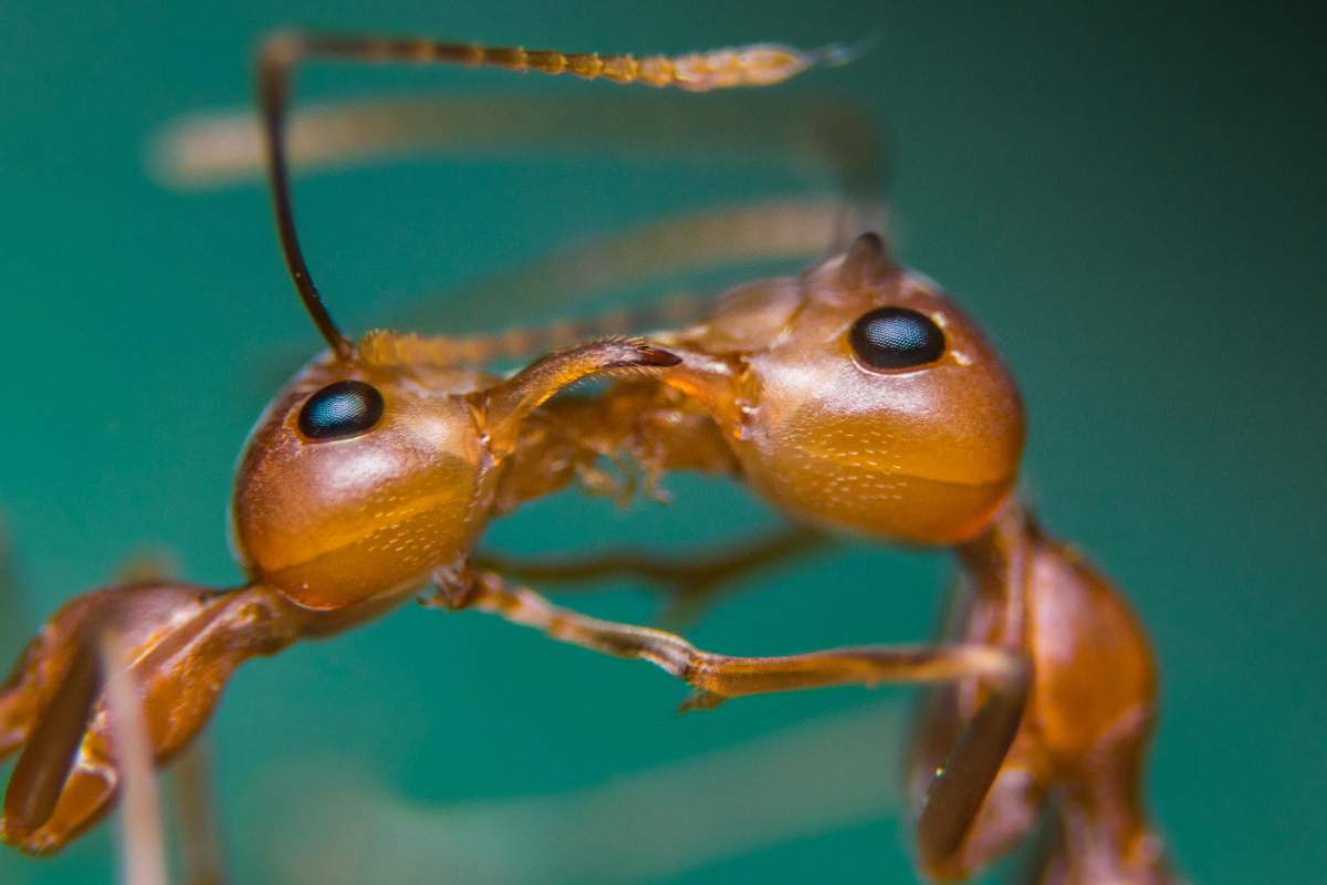 Formica di fuoco: perché è pericolosa per l'uomo