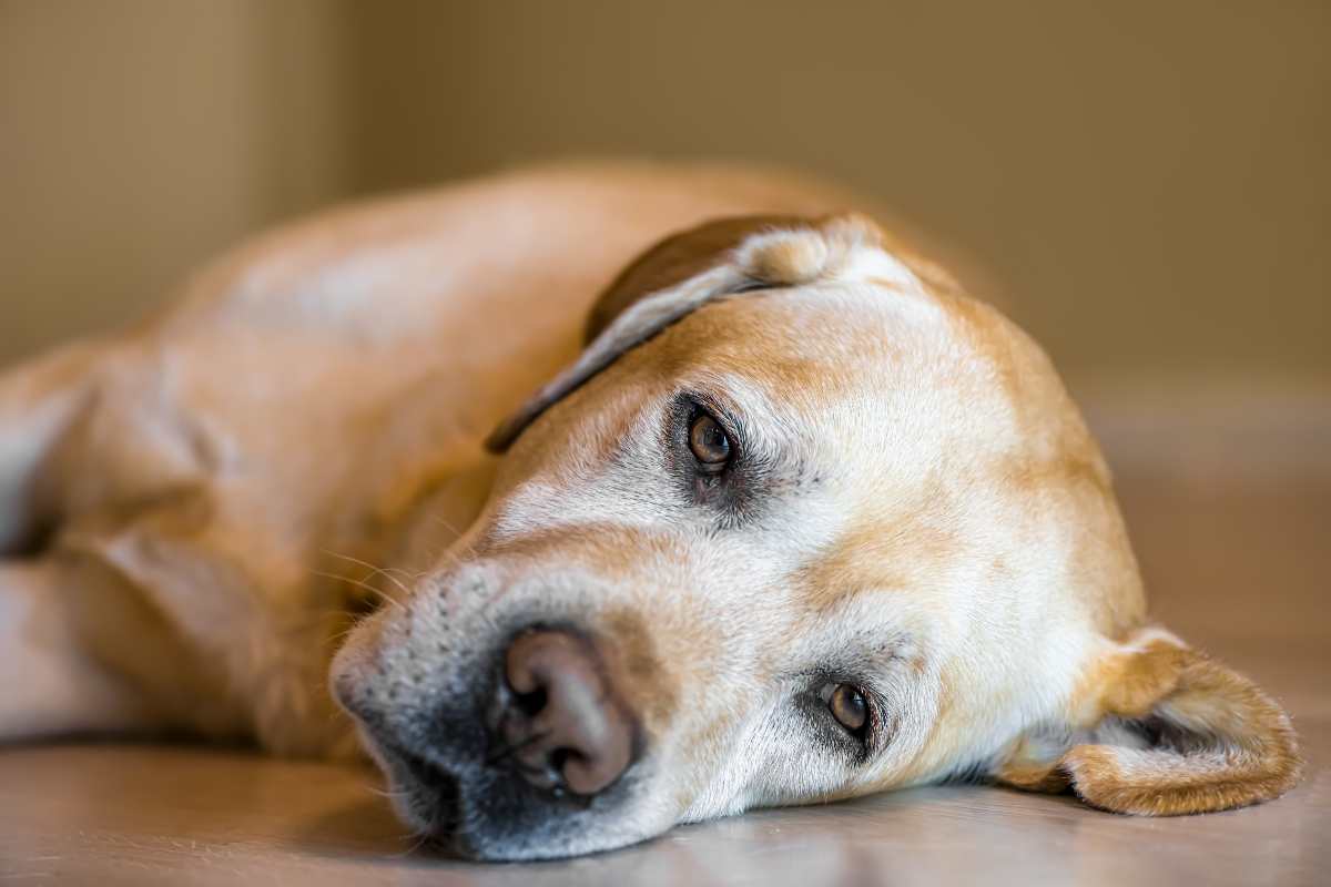 cane depresso cosa fare