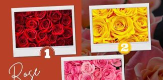 test rose