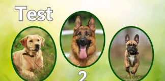 test lealtà cane